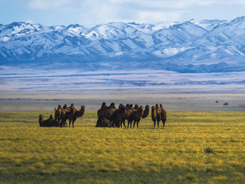Gobi Desert